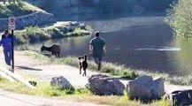 Faire un jogging avec son chien