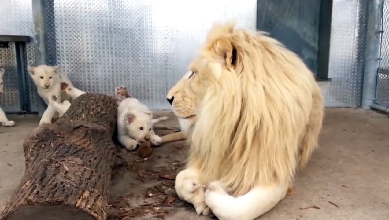 Aujourd'hui c'est papa lion qui surveille les petits