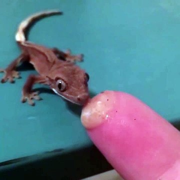 Premier repas pour ce bébé gecko adorable