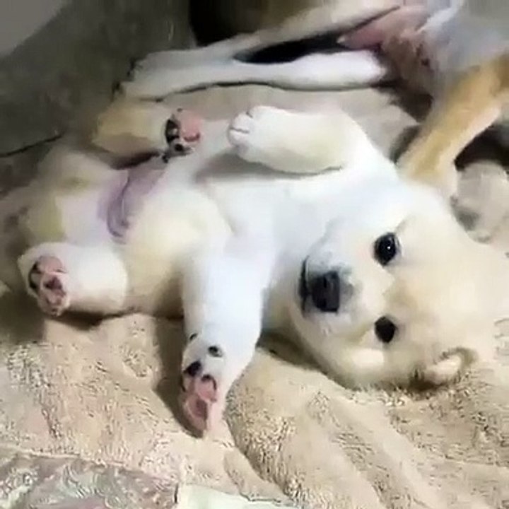 Un chiot tout blanc ! Incroyable et magnifique nounours