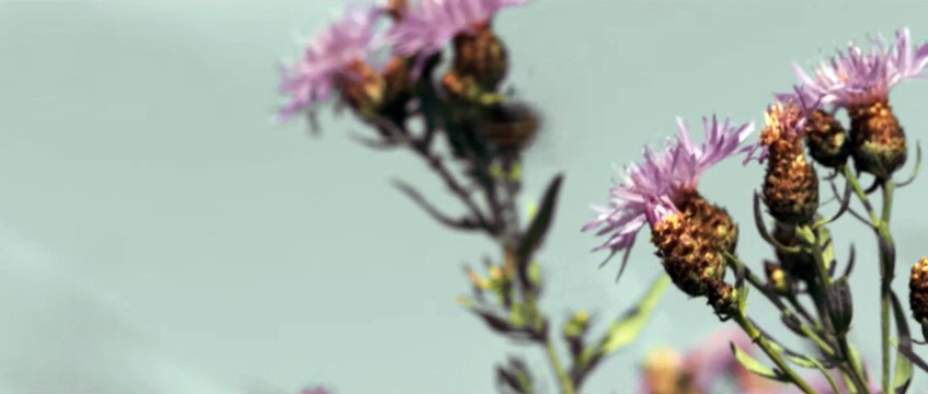 OUT STEALING HORSES Film