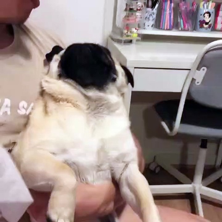 Ce pauvre bouledogue déteste qu'on lui nettoie les rides du nez. Une bataille farouche !