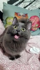 La tête de ce chat qui bug complètement !