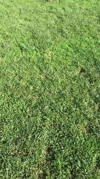 Ce chien joue au football aussi bien que Messi : contrôle de la balle !