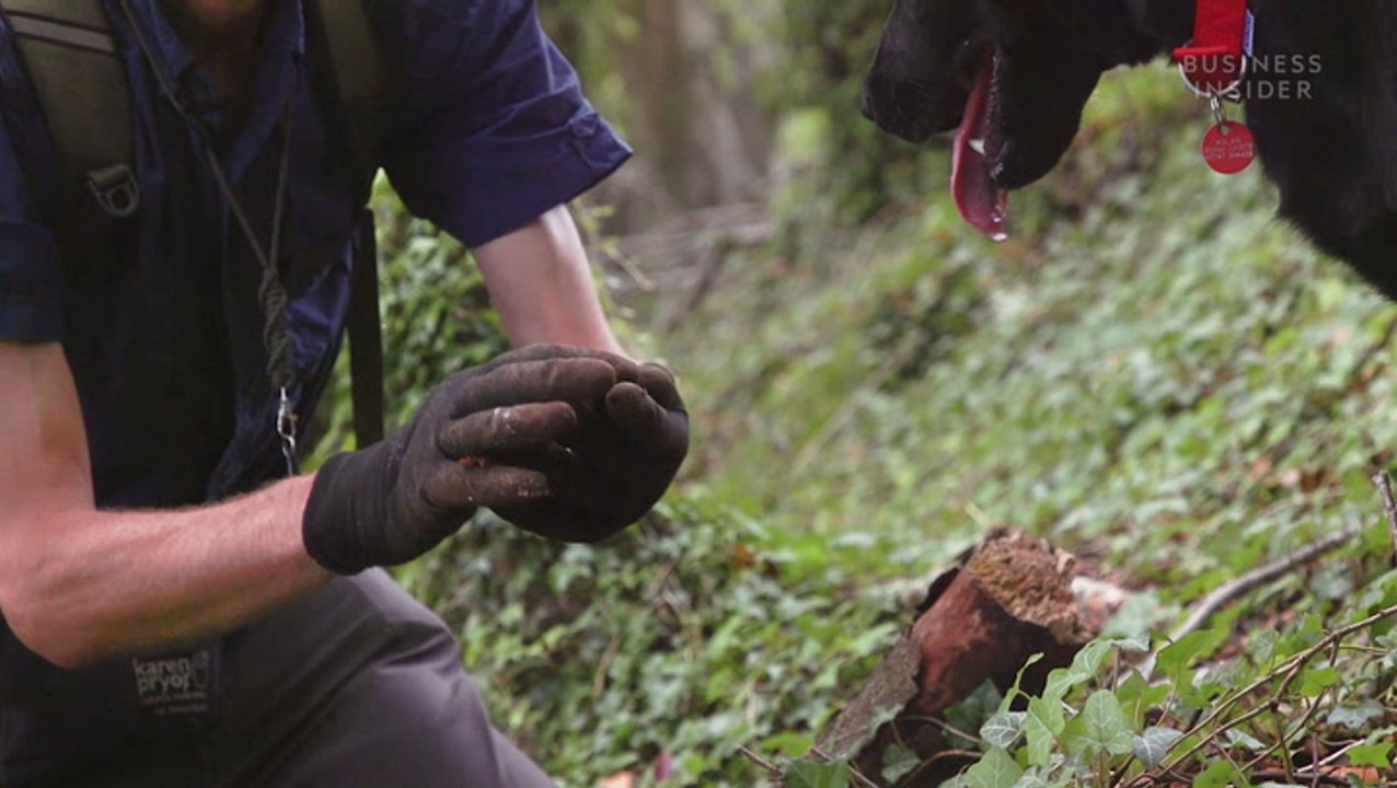 Rare Italian white truffles cost over $4,000 pe...