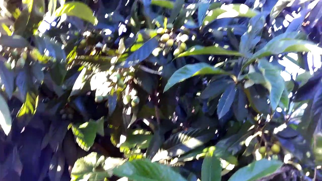 Loquat a great addition to anyone's fruit orchard they produce early in the year