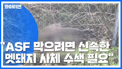 "아프리카돼지열병 막기 위해서는 신속한 멧돼지 사체 수색" / YTN