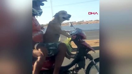 Motosiklet süren köpek kamerada