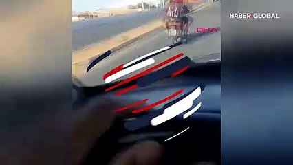 Motosiklet süren köpek interneti karıştırdı