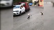 İstanbul sokaklarında fare kedilerle kapıştı, kargalar izledi