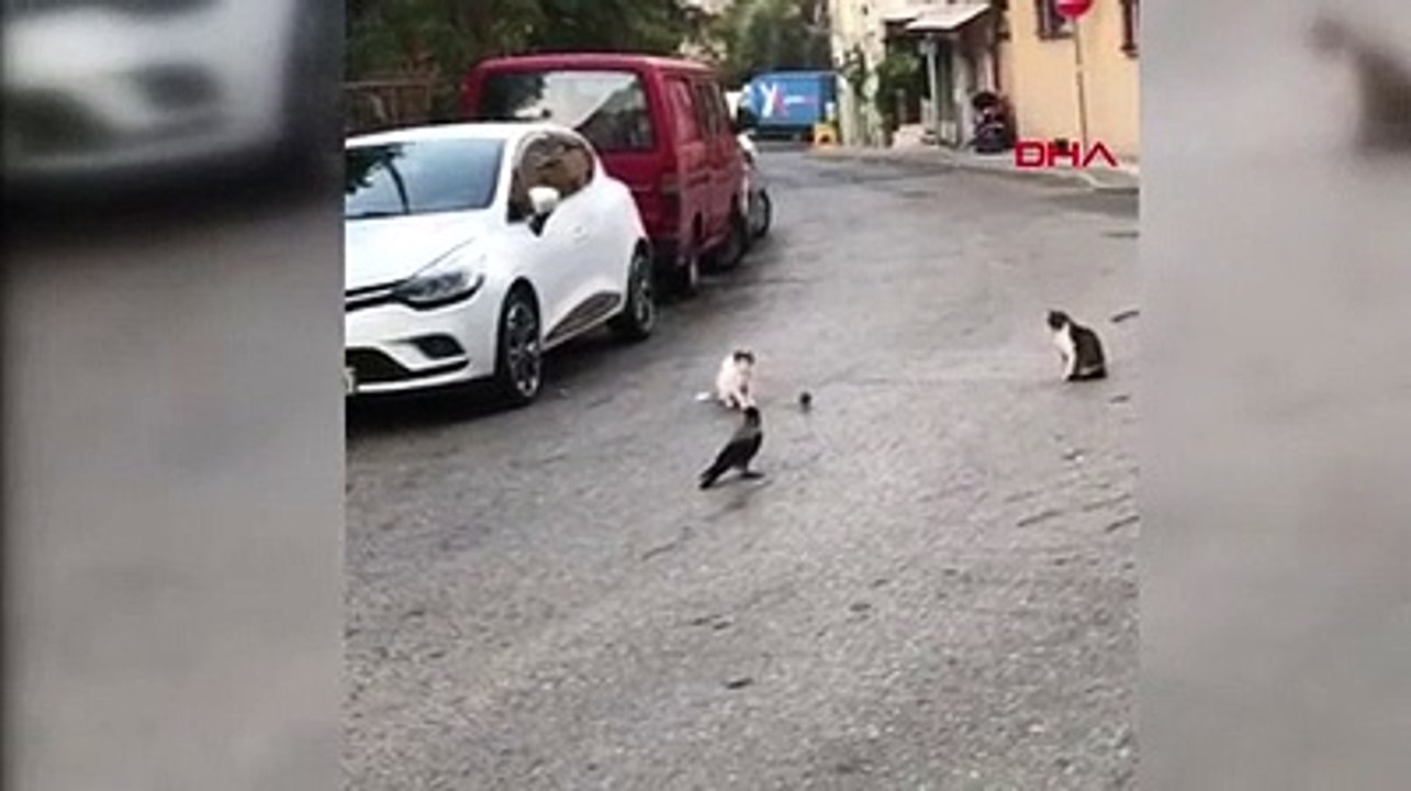 Kedi ve fare oynadı, kargalar seyirci oldu