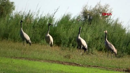 Ankara-turnaların göçü kayıt altına alındı