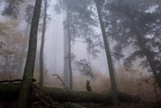 Des bruits terrifiants et mystérieux proviennent de cette forêt