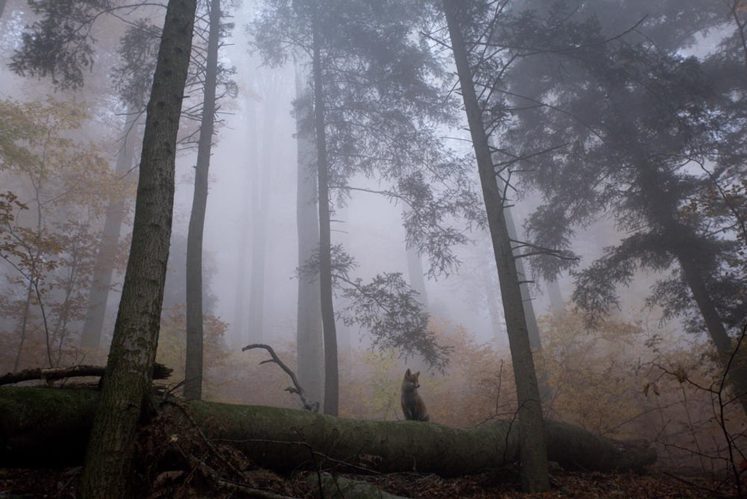 Des bruits terrifiants et mystérieux proviennent de cette forêt