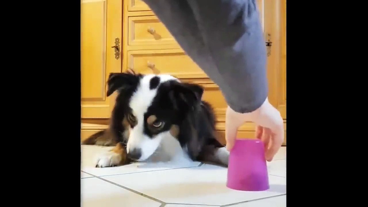 #9 Funny and Cute Animals Compilation