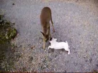 bouledogue français et chevreuil