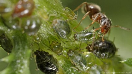 إنتاج نسغ الخلية من خلال حشرة المن