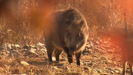내일부터 '완충지역'에서 총기포획 허용 / YTN