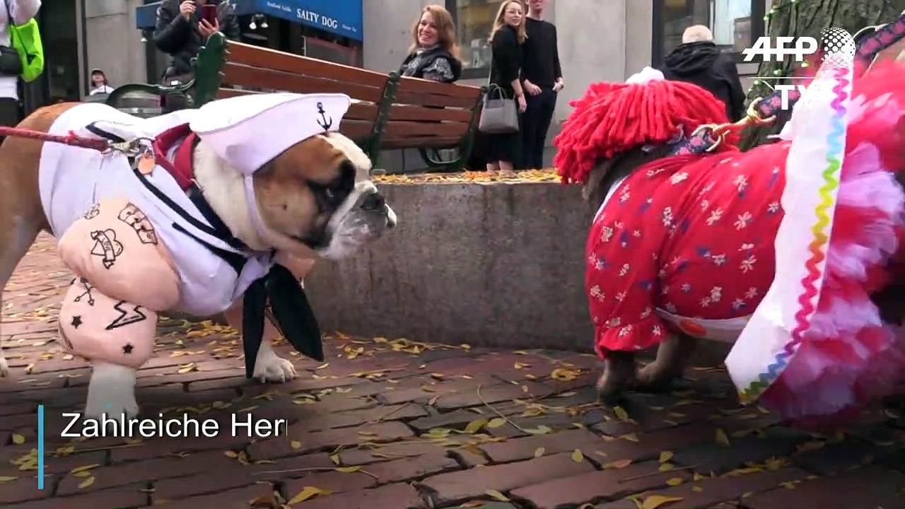Halloween-Hunde-Parade in Boston