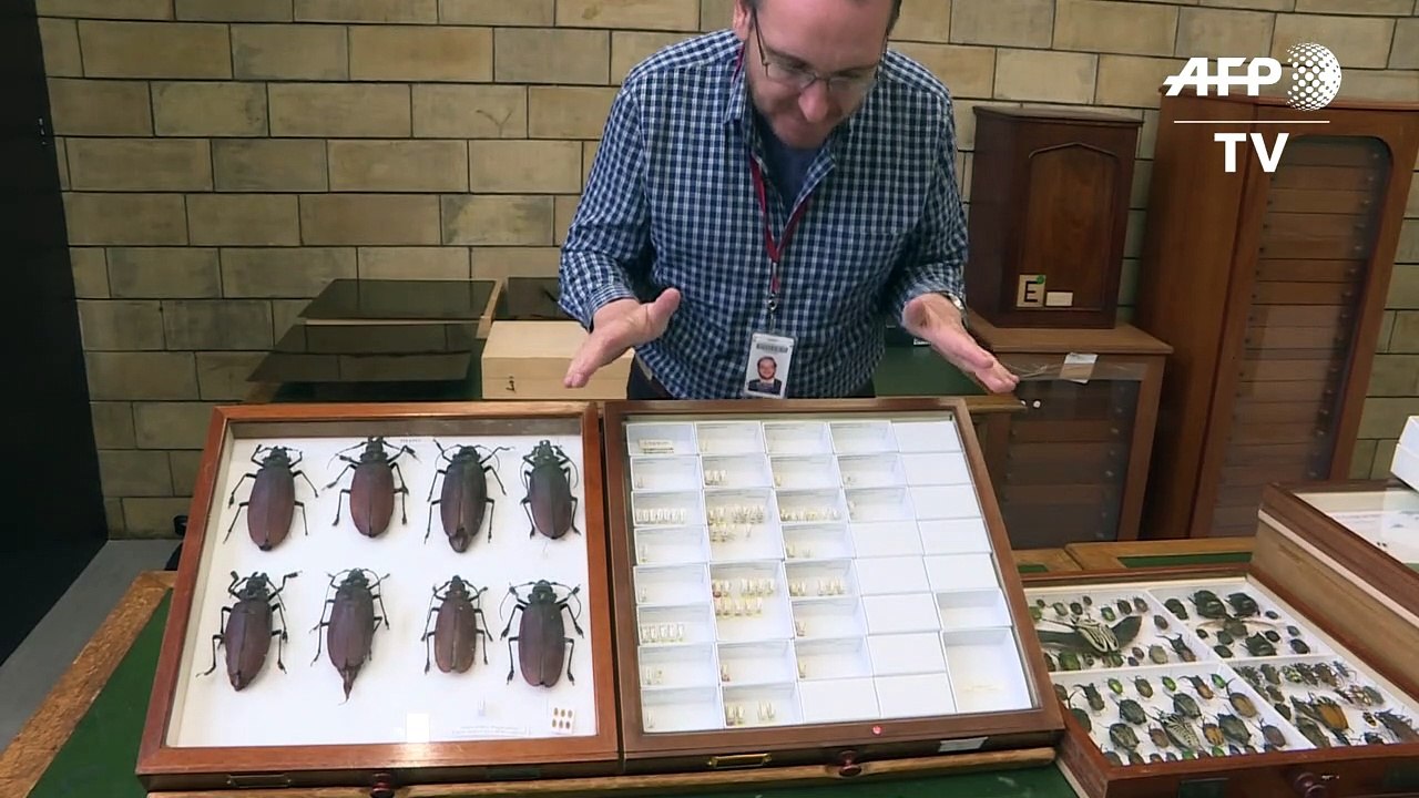 Ein Käfer namens Greta