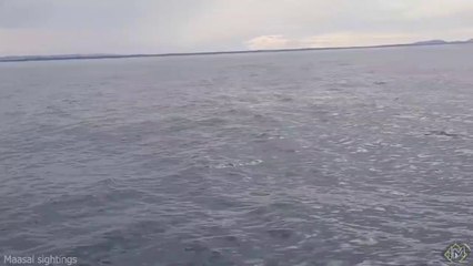 Cosa succederebbe se venissimo ingoiati da una balena_