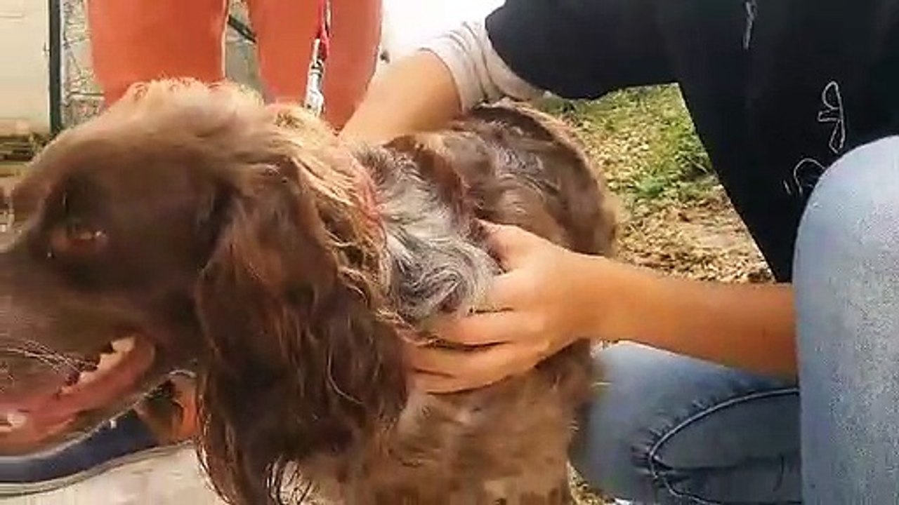 Inauguration d'un centre de soins pour chiens et chats à Coulounieix-Chamiers
