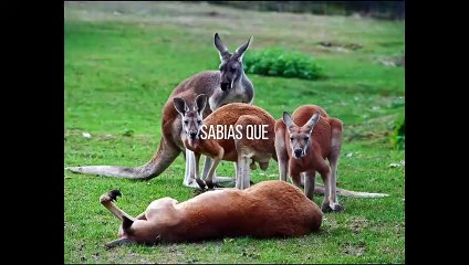 Sabias Que # 40, rino,Tom Sizemore, Star Trek, Did you know, Close Caption