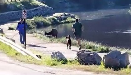 Quoi de mieux pour se motiver à courir qu'un cerf en colère... Efficace