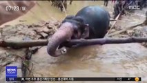 [이 시각 세계] 구덩이에 빠진 코끼리 3시간 만에 구조