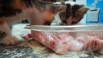 Kitties Adorable Taste For Chicken Bones