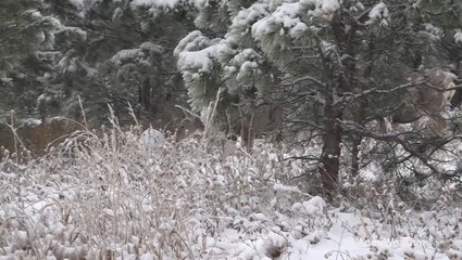 Winter arrived early for Chautauqua Park