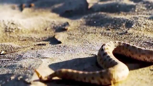 Amazing Sidewinder snake hunting lizard From Under The Sand The Reptiles of the Desert