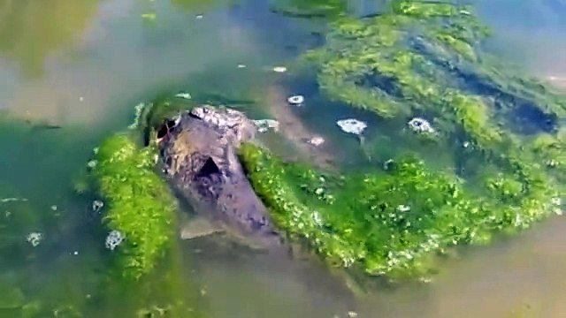 Amazing Snake vs Catfish Underwater Adventure River Monsters BIG SNAKE Animals Planet