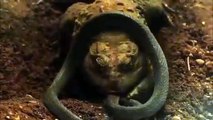 Amazing Snake Vs Frog Fight To Death   Most Amazing Attack Of Animals   Best Snake Attack