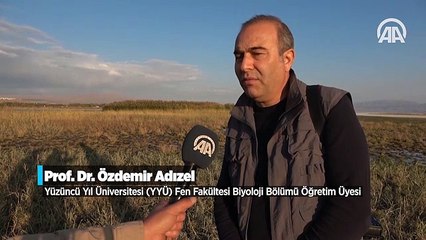 Van Gölü'ndeki flamingoların Afrika göçü başladı