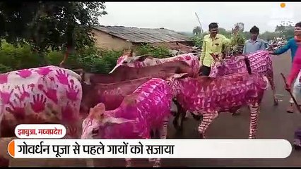 पेट के बल लेटे मन्नतधारियों के ऊपर से गुजरीं गोमाता