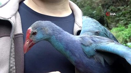 Yorgun düşen Saz Horozu'nun önce bakımını yaptı sonra da doğaya bıraktı