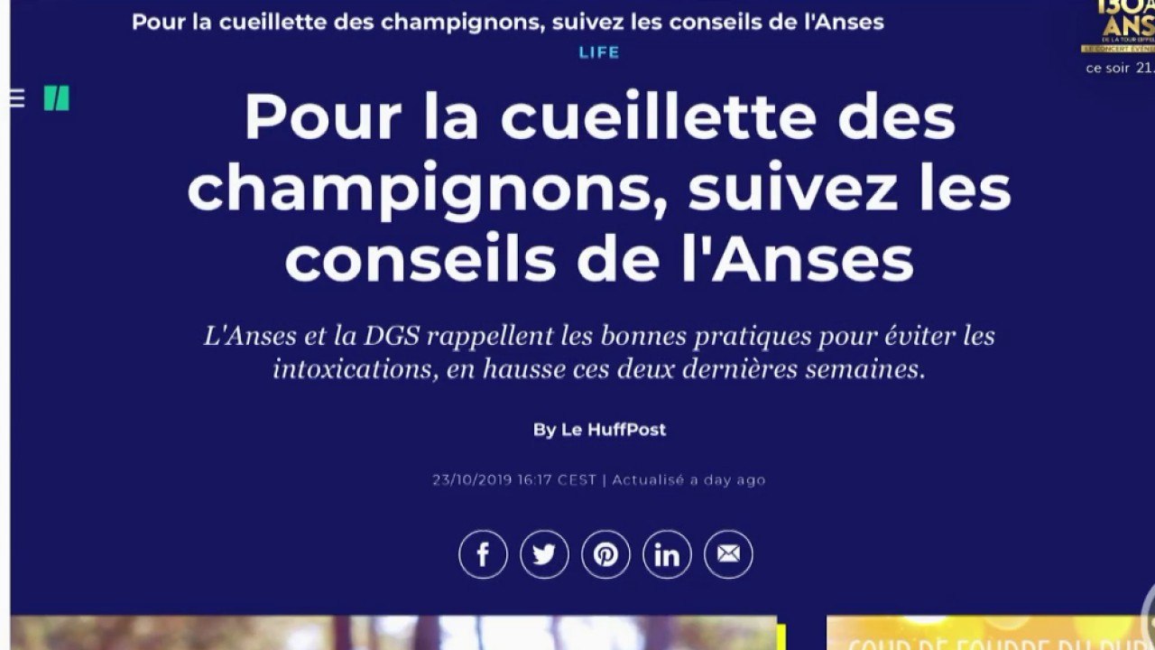 Cueillette des champignons : attention à l'intoxication !