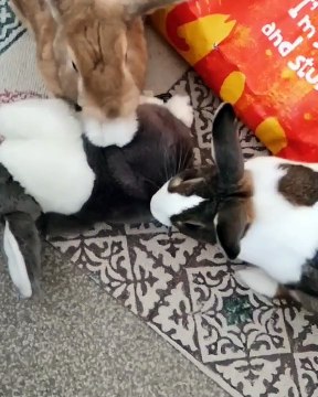 Quand des lapins font la toilette à un faux-lapin; le résultat ne peut être que mignon!