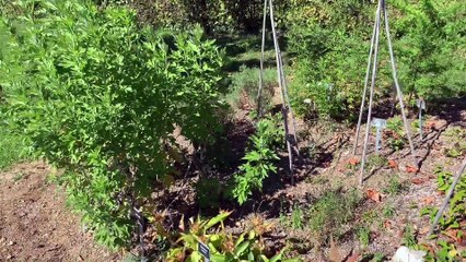 I giardini delle erbe