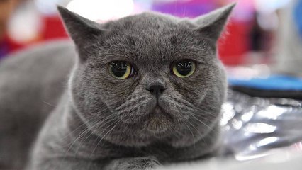 Los veterinarios consiguen que la famosa gata obesa y perezosa camine por la cinta de correr