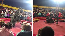 Un ours de cirque se jette sur son dresseur et l'attaque