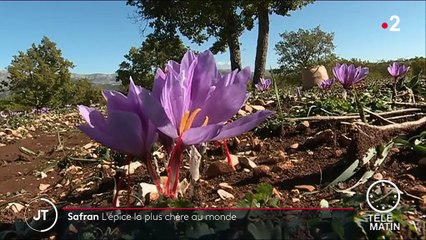 Safran : l'épice la plus chère au monde