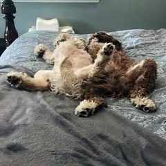 Un couple de chien fait une sieste réconfortante ensemble