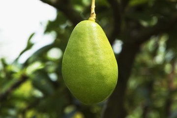 Vos Questions Jardin: Quand rempoter un avocat et comment le conserver l'hiver