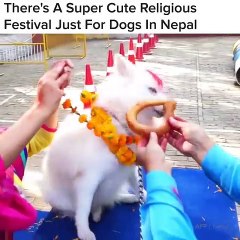 Saviez-vous qu’un festival religieux très mignon au Népal est réservé aux chiens. Vous serez bluffés