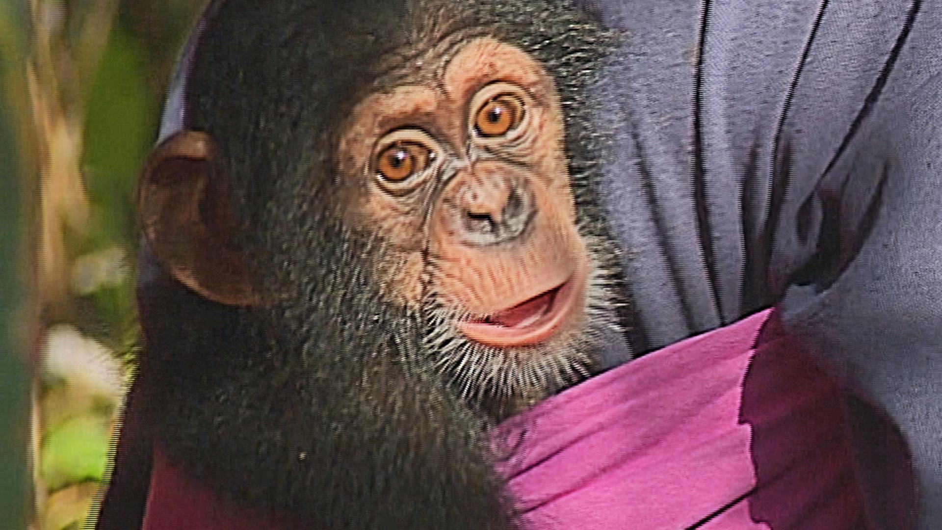Tacugama Chimpanzee Sanctuary, in Sierra Leone, is under threat
