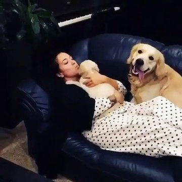 Quand un chien devient jaloux d'un autre chien. A mourir de rire !