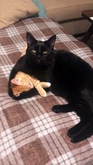 Cute Kitties Cuddle at Bedtime