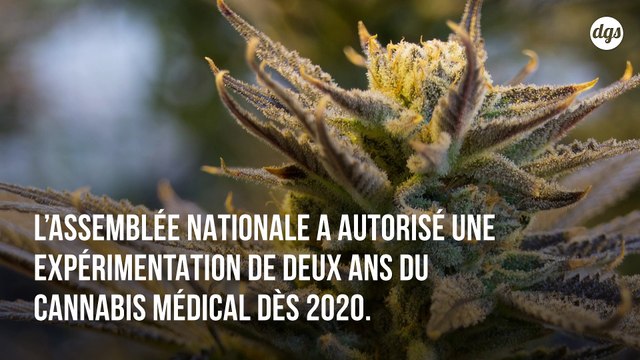 Dès 2020, le cannabis thérapeutique fera l'objet d'une expérimentation pour soulager des patients